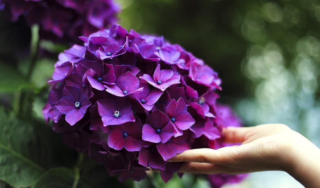 10 Motivos para Colocar Canela nas Suas Plantas