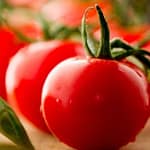 Como plantar tomate em garrafa pet plantar tomate em casa