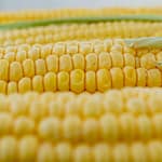 Milho verde assado na airfryer Corn 5199393 1280