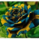 Descubra a Beleza Única: Imagens de Rosas que Você Nunca Viu Descubra a Beleza Única: Imagens de Rosas que Você Nunca Viu