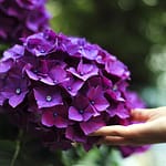 10 Motivos para Colocar Canela nas Plantas 10 Motivos para Colocar Canela nas Suas Plantas