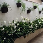 3 Plantas Que trará sorte para a sua casa Image 24