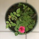 Jardinagem para Iniciantes: Como Criar um Cantinho Verde Encantador em Casa plantas, beautiful flowers, jardim, nature, flower, garden, flower background, brazil, green, petal, flower wallpaper, rosa, plants, roses