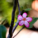 Como Preparar um Adubo Caseiro para Acelerar o Crescimento das Suas Plantas natureza, planta, plants, green, nature, beautiful flowers, flower background, garden, flower, petals, purple, rose, pink, flower wallpaper, red, rose flower, adenium