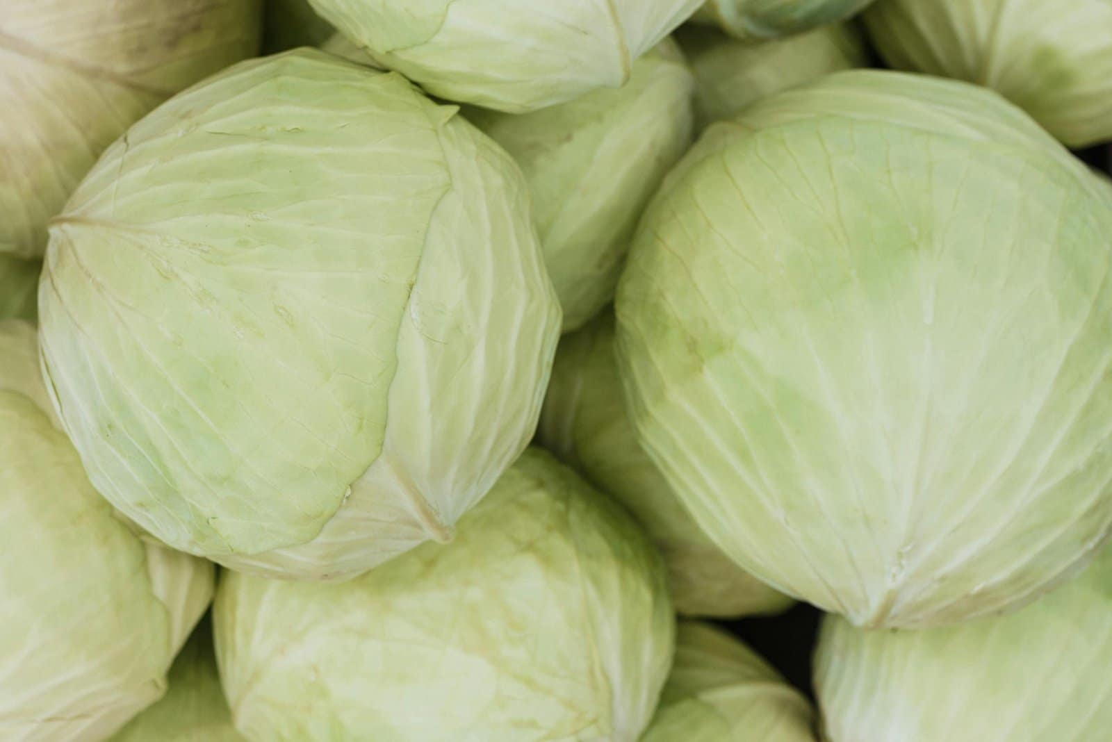 O Segredo dos Ovos Mexidos de Hotel: Cremosos e Deliciosos A close-up image of fresh green cabbage heads, showcasing their texture and color.
