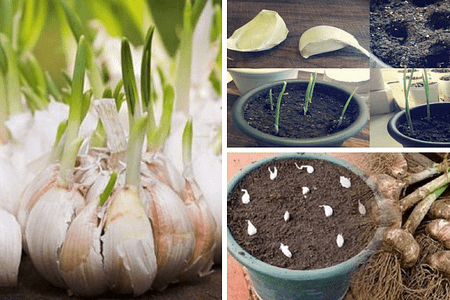Aprenda a plantar alho em casa Aprenda a plantar alho em casa