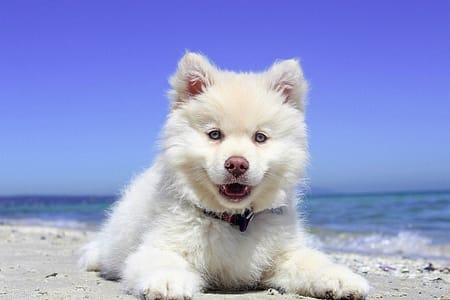 Nomes de cachorro masculino e feminino Nomes de cachorro masculino e feminino