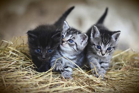Como fazer brinquedos para gatos como fazer brinquedos para gatos