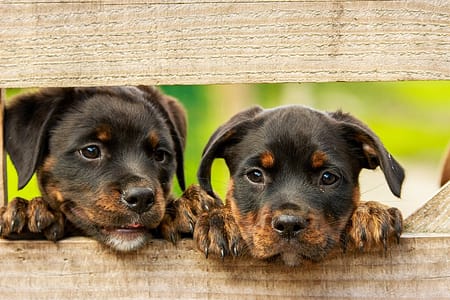 Dicas caseiras para tirar cheiro de cachorro da casa cheiro de cachorro