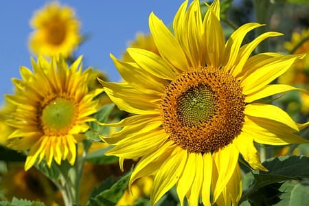 Nomes de Flores e seus significados encantadores Nomes de flores e seus significados