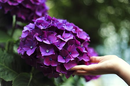 10 Motivos para Colocar Canela nas Plantas 10 Motivos para Colocar Canela nas Suas Plantas