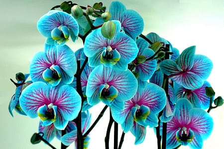 Como Cuidar de Orquídeas: Dicas Práticas para Mantê-las Florescendo Orquídeas