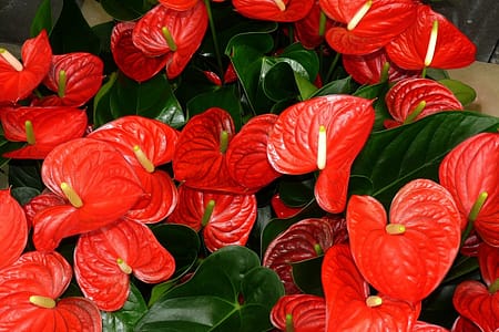 Como cultivar antúrio: Dicas para ter flores lindas em casa antúrio