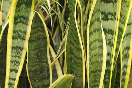 Como fazer adubo caseiro para plantas de vaso Espada de São Jorge: Planta ou Proteção?