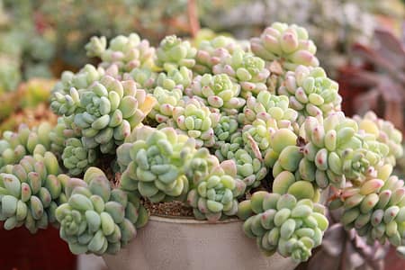 Como Cuidar de Suculentas e Cactos: Guia Completo para Mantê-los Saudáveis Como Cuidar de Suculentas e Cacto
