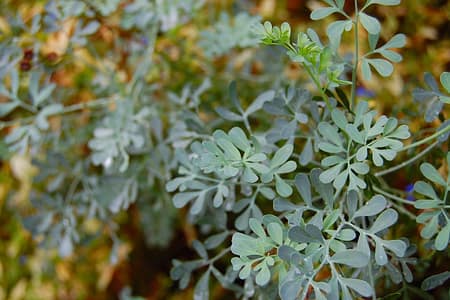 Como Cuidar de Arruda no Vaso: Dicas Essenciais para um Cultivo Saudável Como Cuidar de Arruda