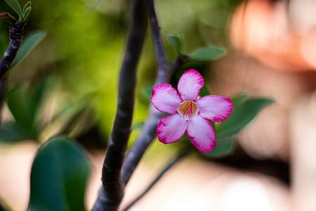 Como Preparar um Adubo Caseiro para Acelerar o Crescimento das Suas Plantas natureza, planta, plants, green, nature, beautiful flowers, flower background, garden, flower, petals, purple, rose, pink, flower wallpaper, red, rose flower, adenium
