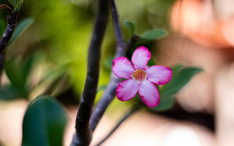 Como Preparar um Adubo Caseiro para Acelerar o Crescimento das Suas Plantas natureza, planta, plants, green, nature, beautiful flowers, flower background, garden, flower, petals, purple, rose, pink, flower wallpaper, red, rose flower, adenium